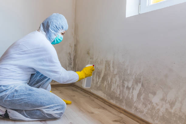 Licensed Mold Remediation service in Gwinn, MI - 24 Hour Mold Removal